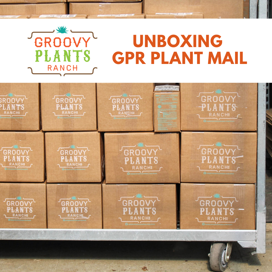 How Are Plants Shipped By Mail?