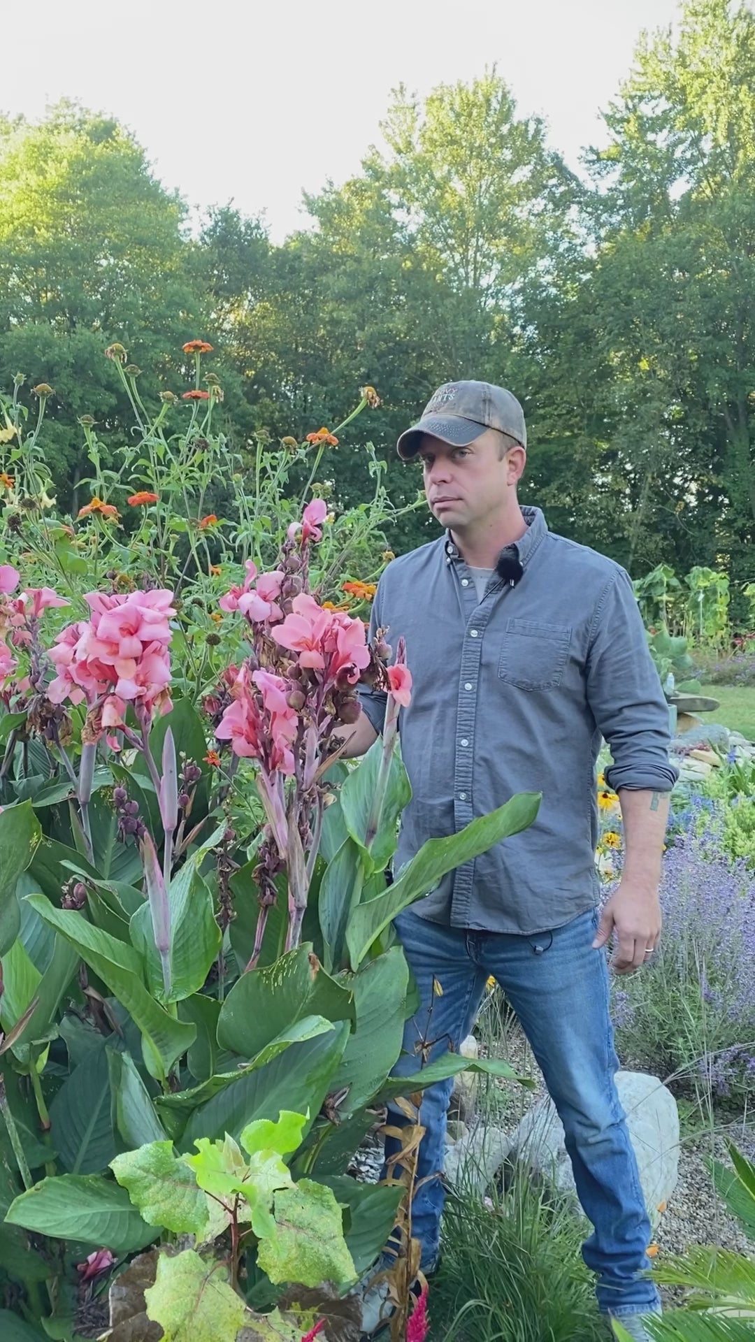 Preorder Canna Lily 'Mango' BiggerVigor Trio - Groovy Plants Ranch