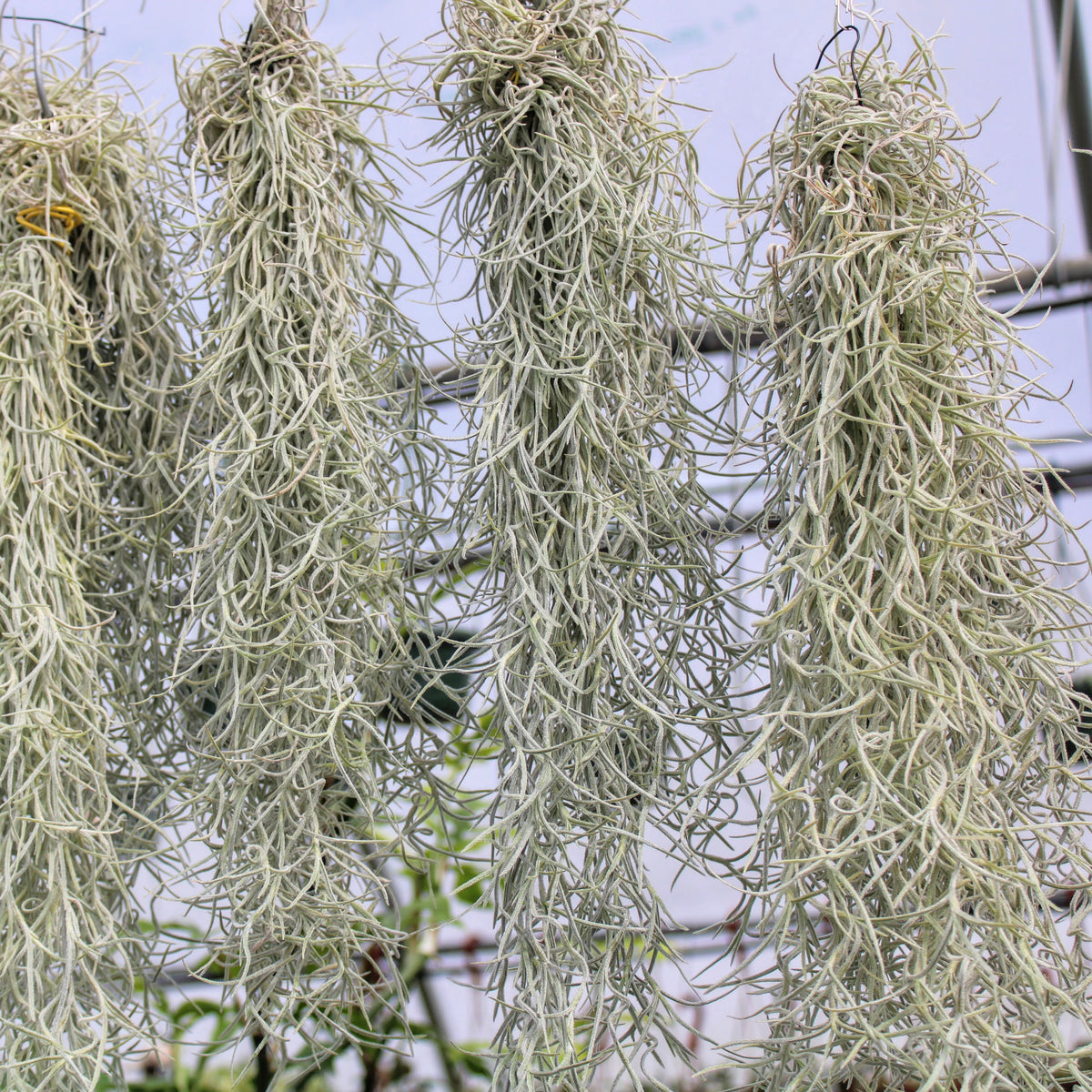 Spanish Moss  Air Plants for Sale