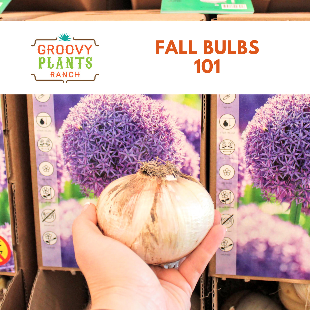 Fall Bulbs 101