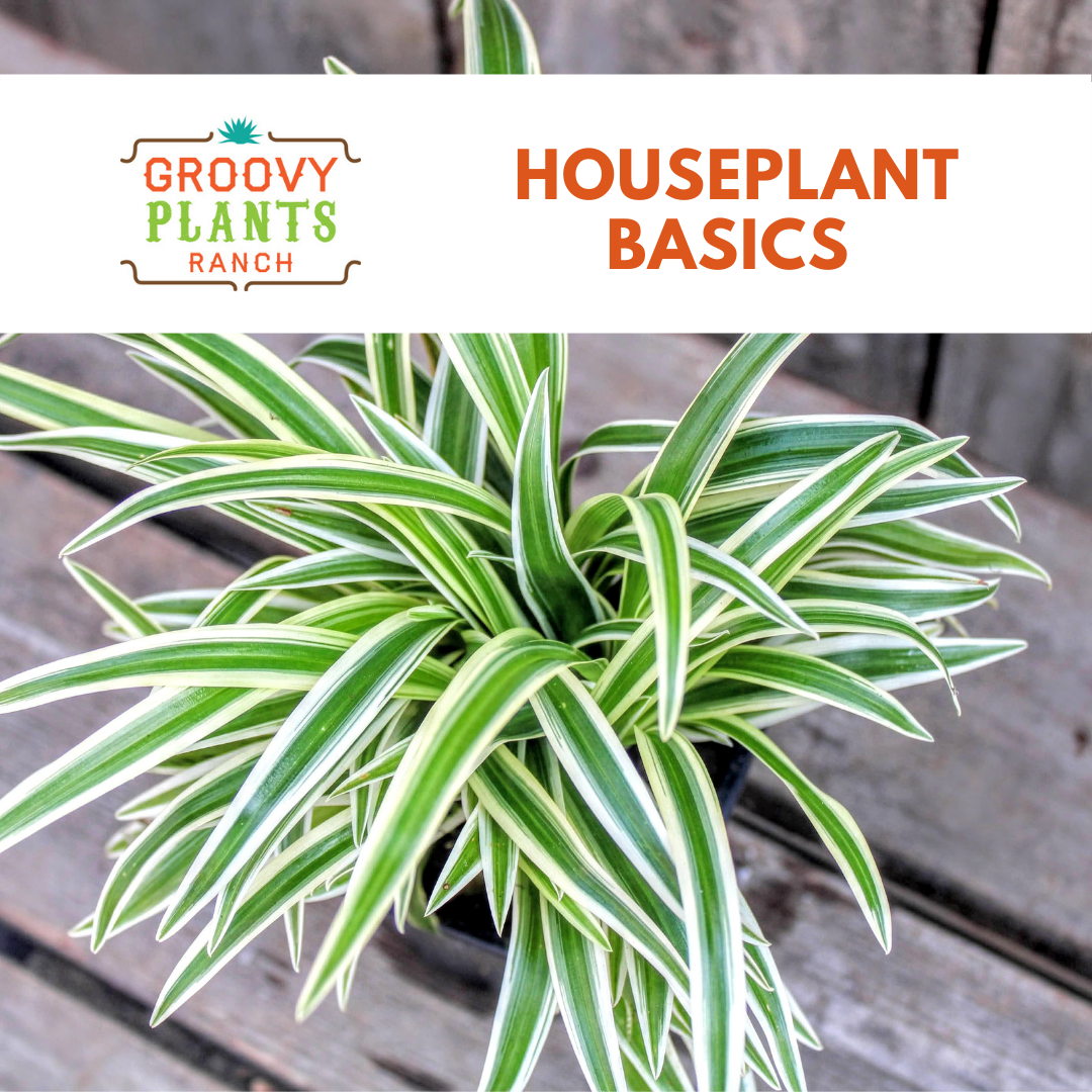 Houseplant Basics | Groovy Plants Ranch LLC – The Groovy Plants Ranch LLC