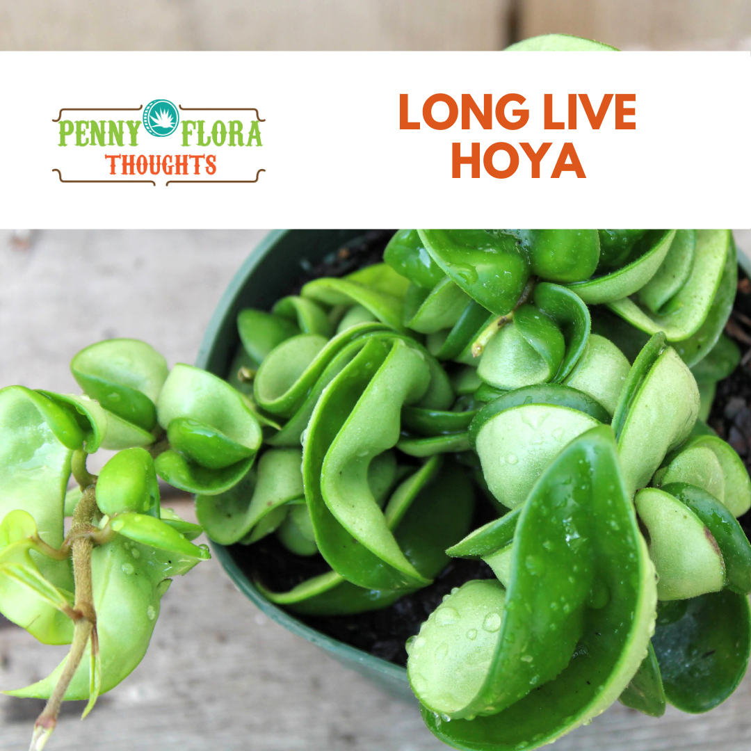 Long Live Hoya