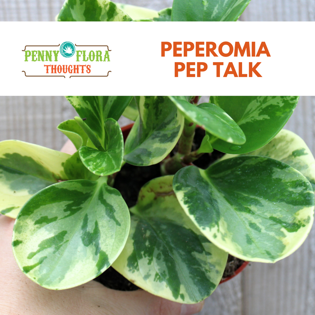 Peperomia Cupid – Plants and Things LLC