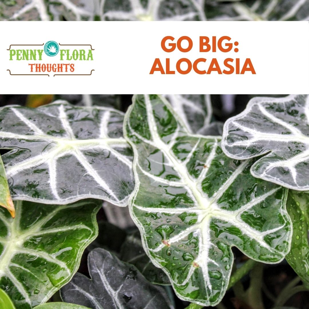 Go Big: Alocasia