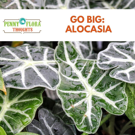 Go Big: Alocasia