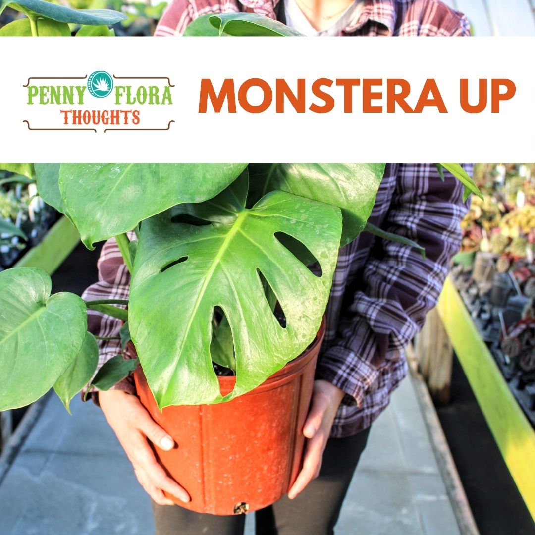 Monstera Up