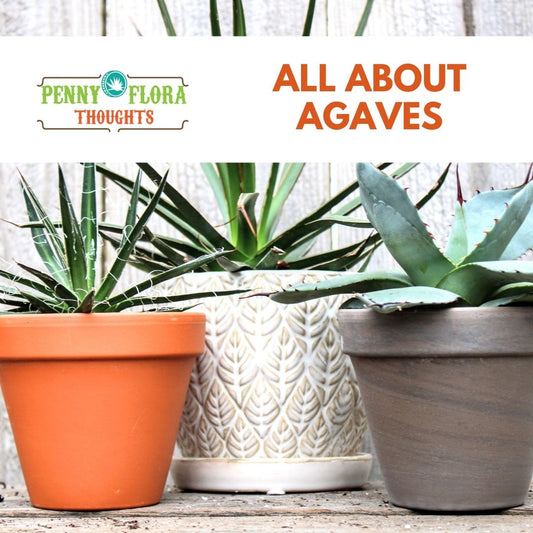 All About Agaves