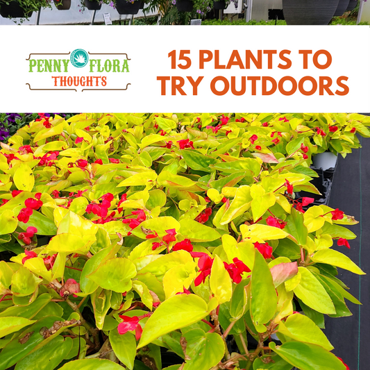 15 Plants to Try Outdoors