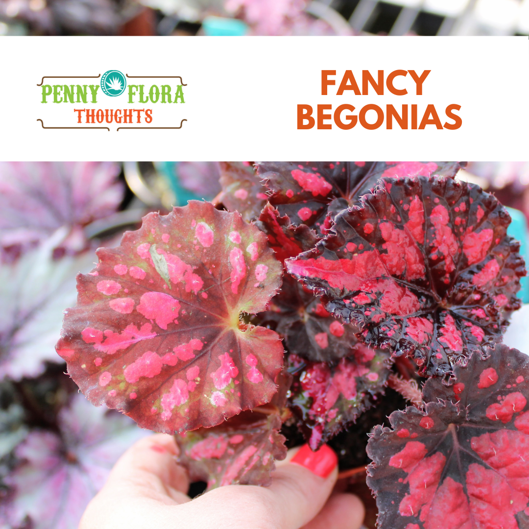 Fancy Begonias