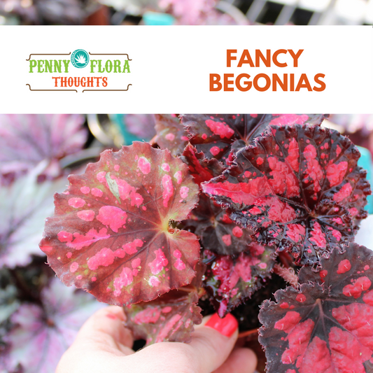 Fancy Begonias