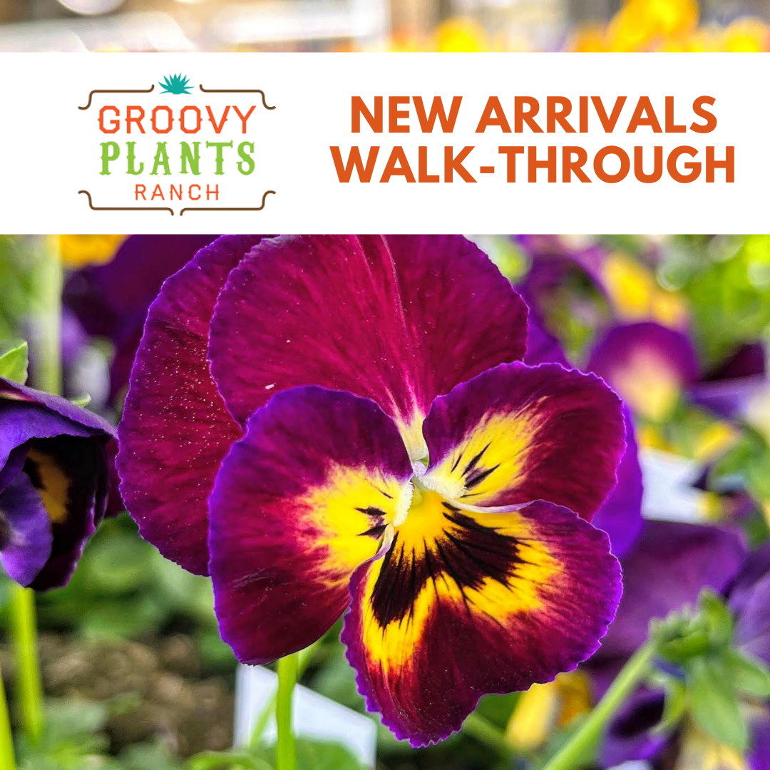 New Arrivals Walk-Through | Groovy Plants Ranch LLC – The Groovy Plants ...