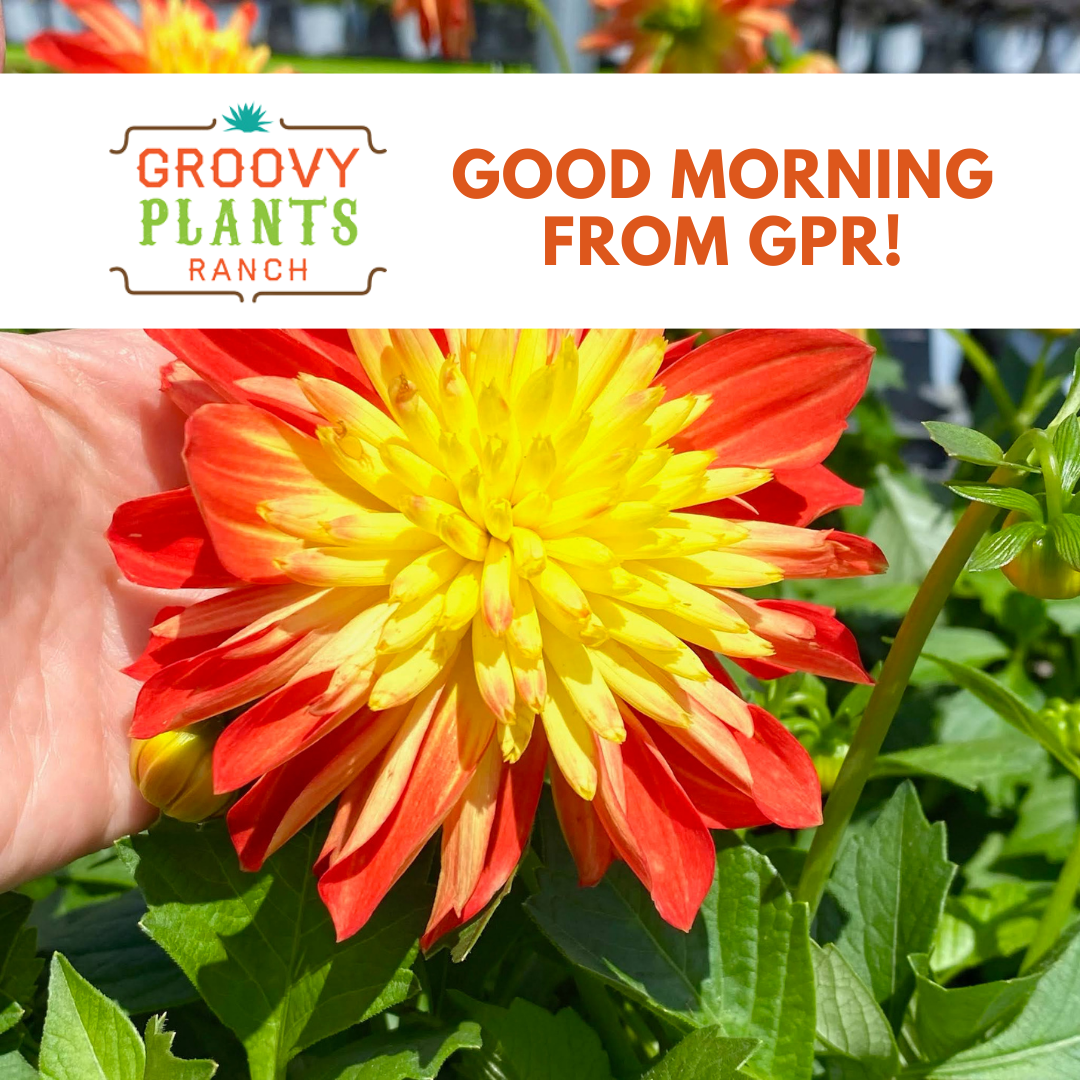 Good Morning From GPR!