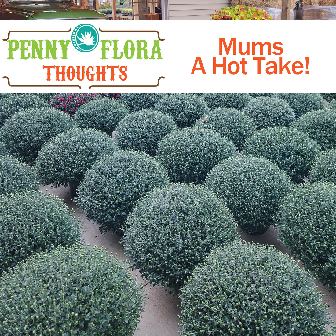 Mums – A Hot Take!