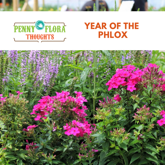 Year of the Phlox