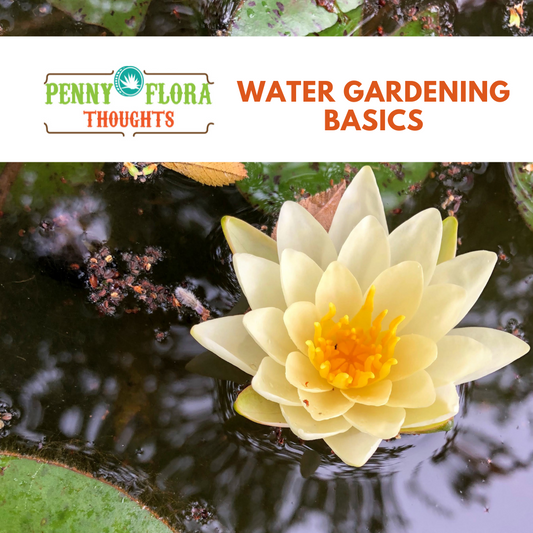 Water Gardening Basics