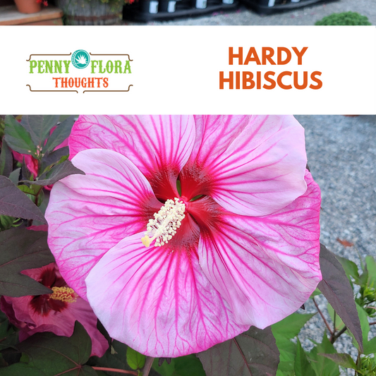 Hardy Hibiscus