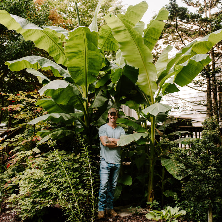 Ohio Hardy Bananas and Elephant Ears