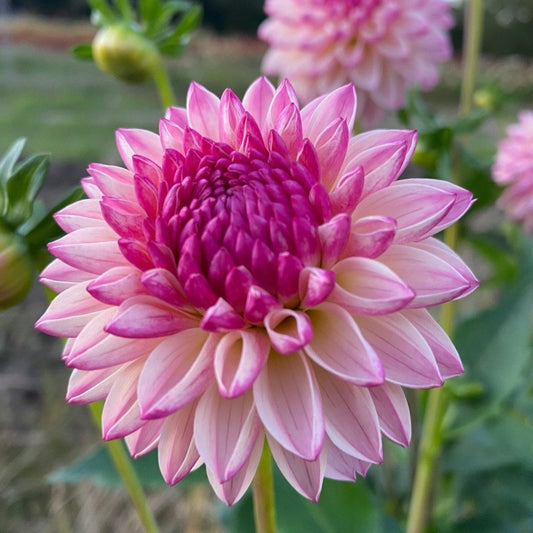 Dahlia ‘Valley Porcupine’ | Trio (3) of Tubers Pre Order