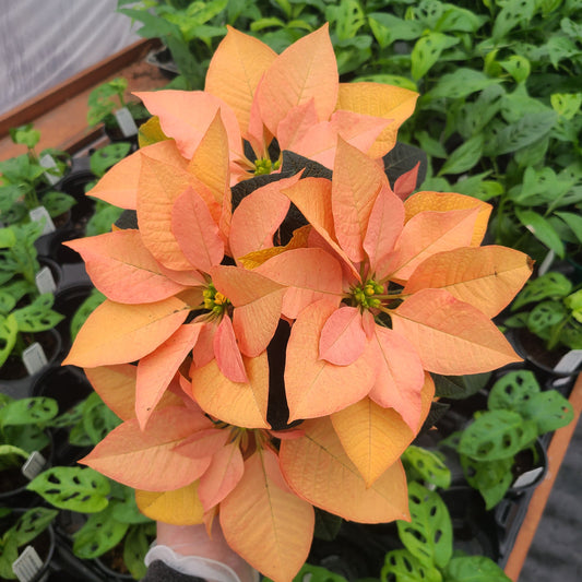 Poinsettia (Orange)