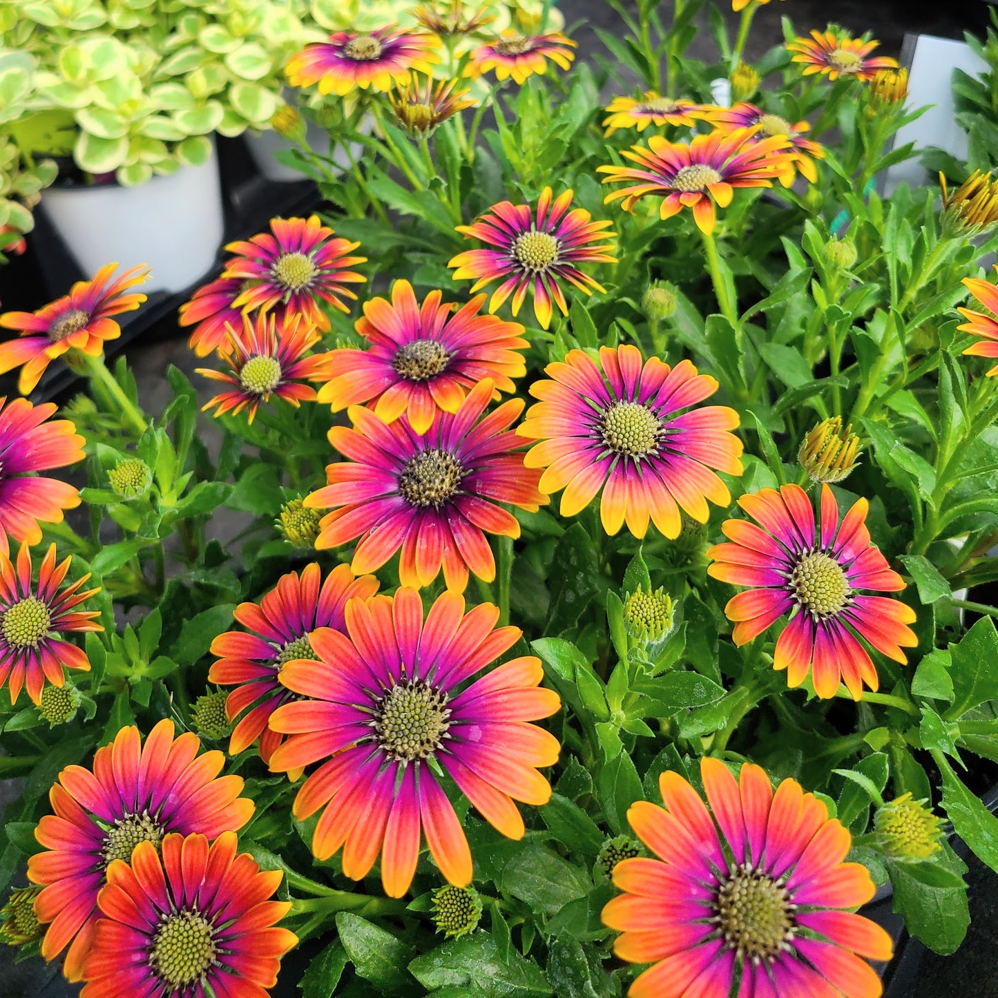 FIELD OF DAISY DREAMS  (24 Plants) AFRICAN DAISY 'ZION™ PURPLE SUN'