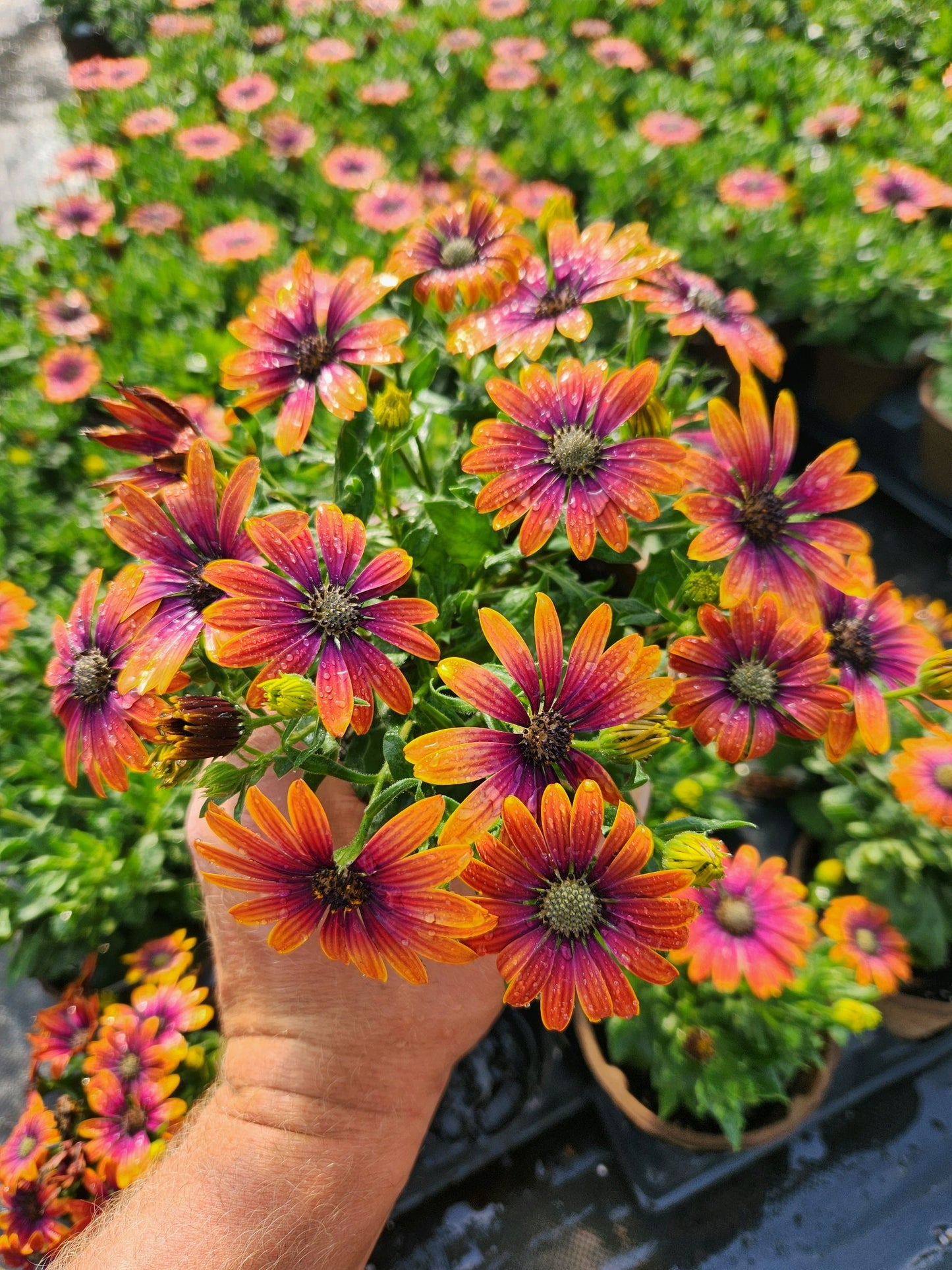 FIELD OF DAISY DREAMS  (24 Plants) AFRICAN DAISY 'ZION™ PURPLE SUN'