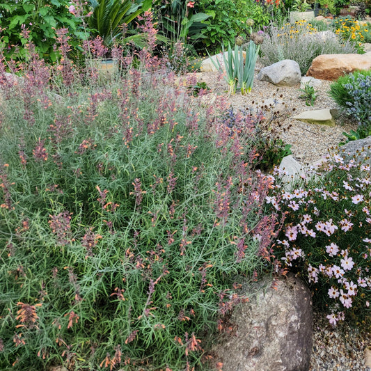 Hummingbird Mint (Agastache rupestris)