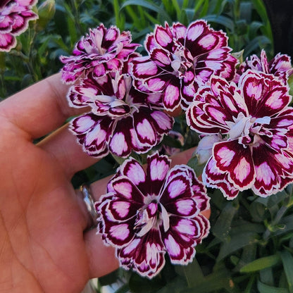 Dianthus Capitán 'Purple + White'