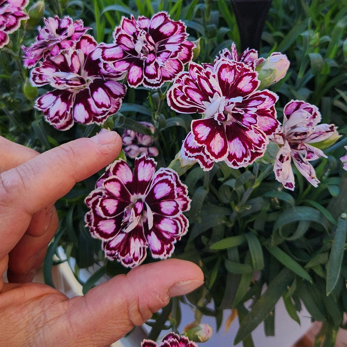 Dianthus Capitán 'Purple + White'