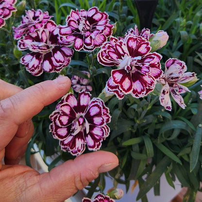 Dianthus Capitán 'Purple + White'