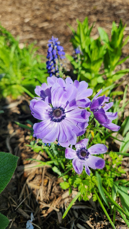 Anemone ‘Carmel Blue’