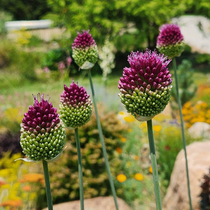 Allium 'Sphaerocephalon' Drumstick - 10 Bulbs