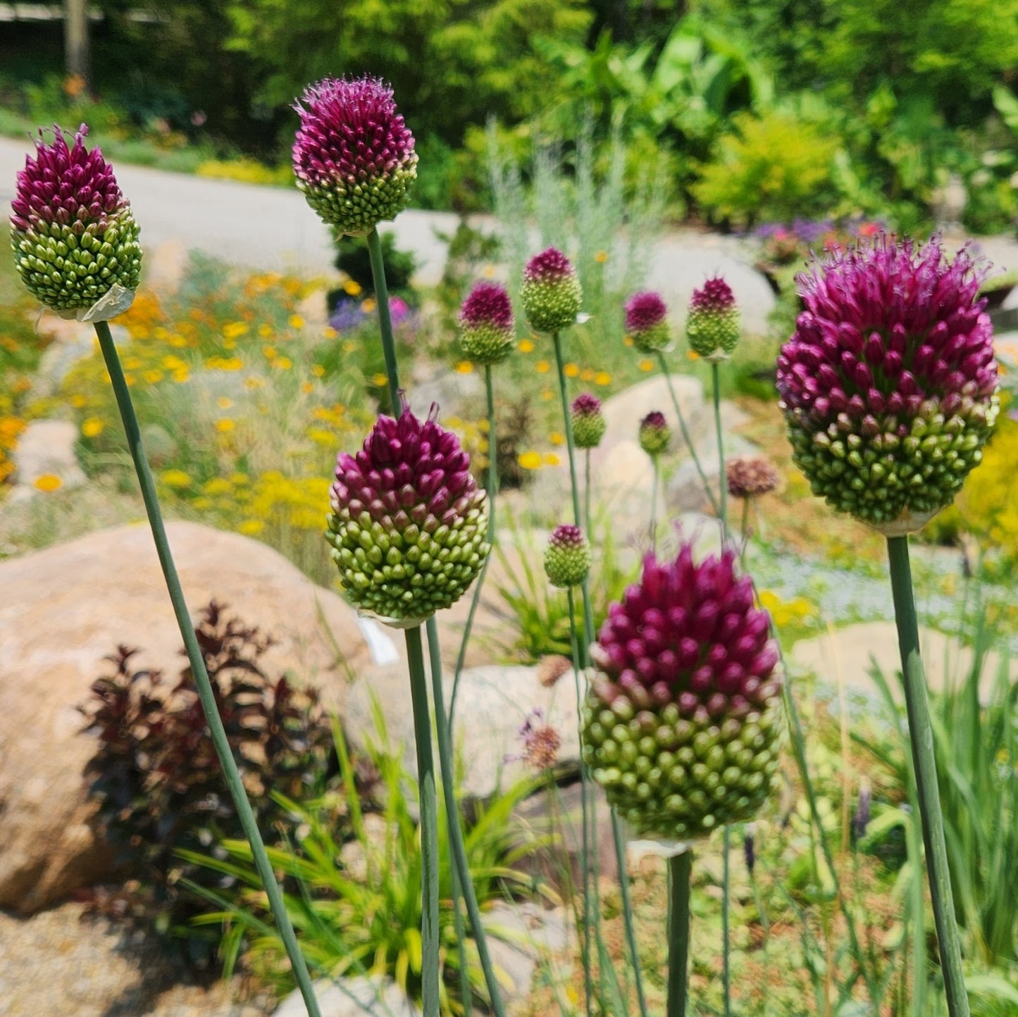 Allium 'Sphaerocephalon' Drumstick - 10 Bulbs