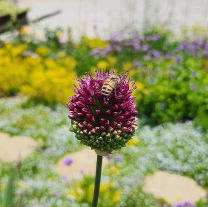 Allium 'Sphaerocephalon' Drumstick - 10 Bulbs