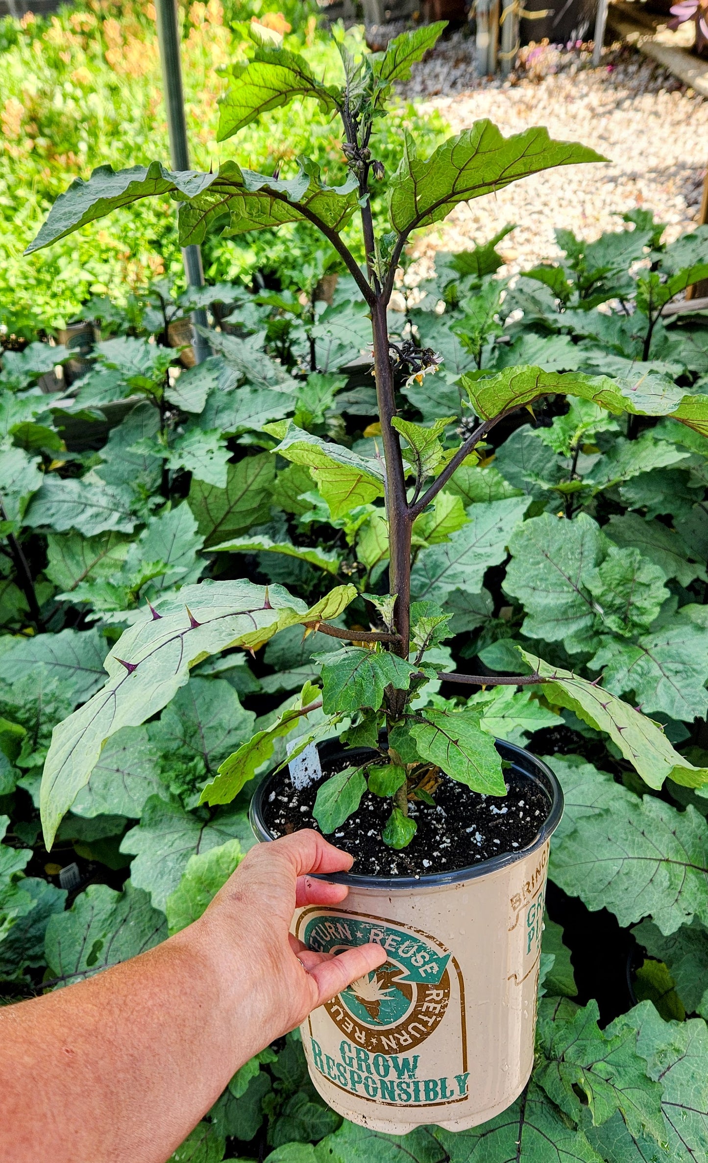 Pumpkin on a Stick | Solanum integrifolium