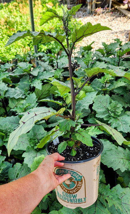 Pumpkin on a Stick | Solanum integrifolium