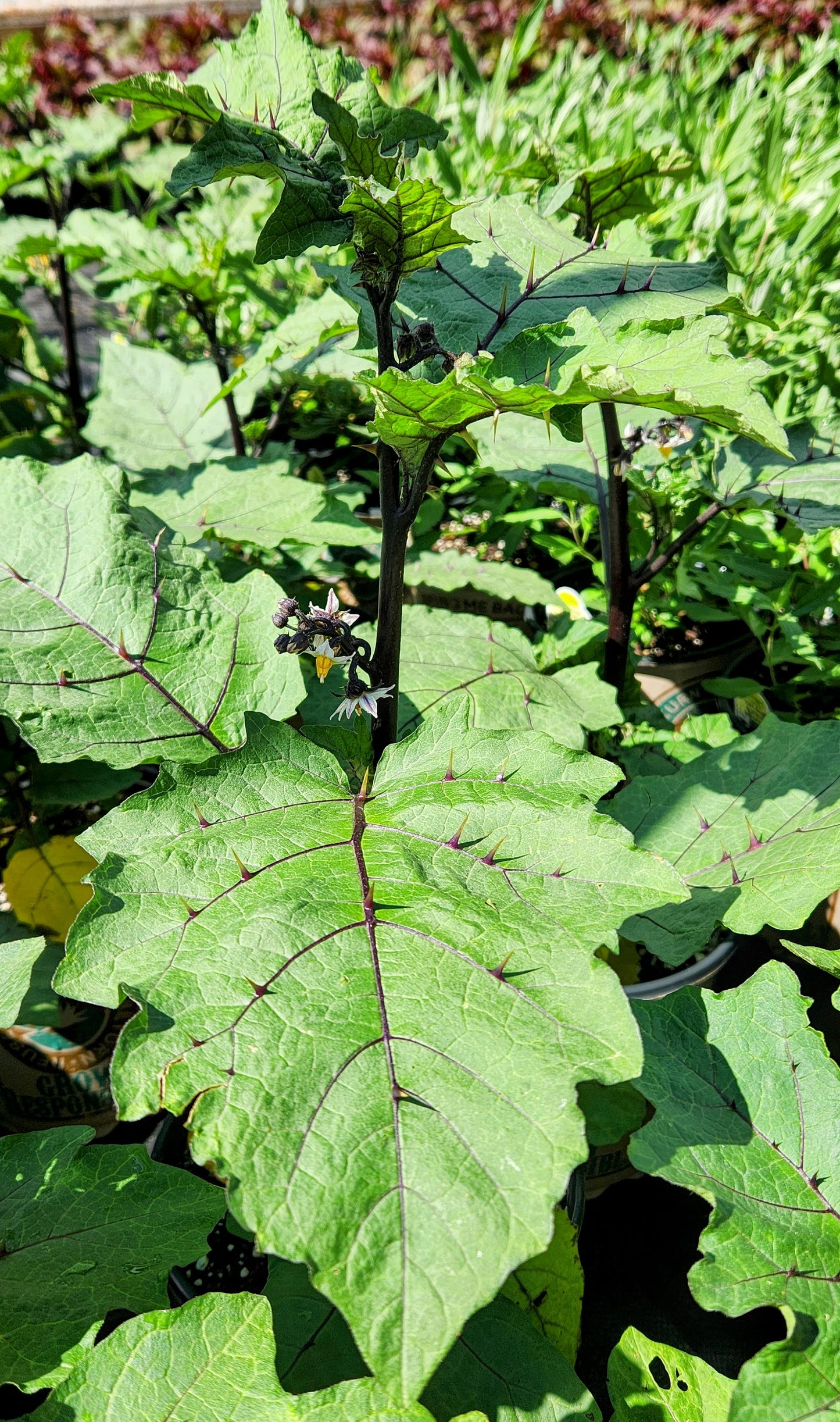 Pumpkin on a Stick | Solanum integrifolium