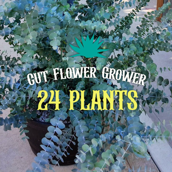 (24 Plants) Eucalyptus Cut Flower Grower