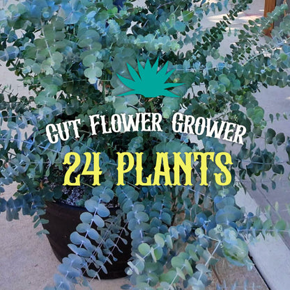 (24 Plants) Eucalyptus Cut Flower Grower