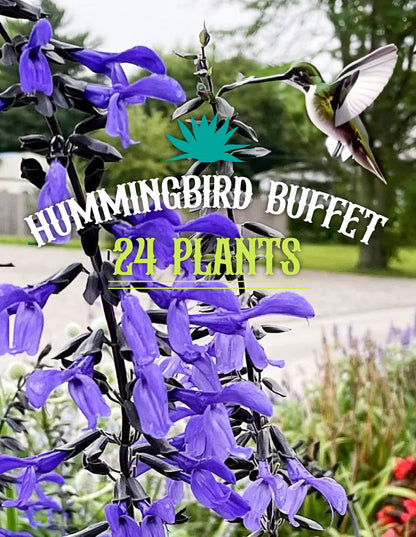 HUMMINGBIRD BUFFET (24 plants) 'Black and Bloom' Salvia