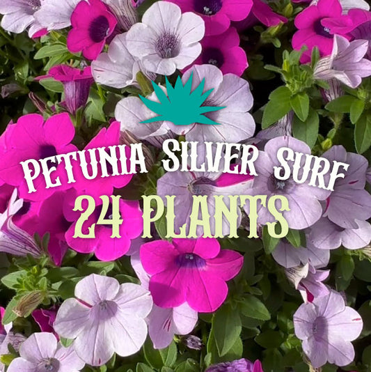 (24 Plants) Petunia Silver Surf