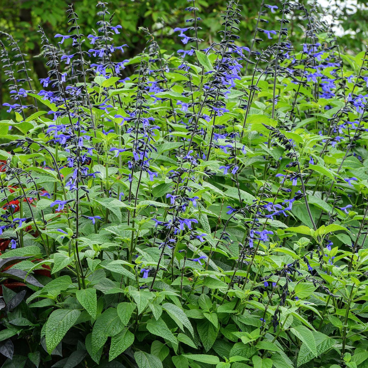 HUMMINGBIRD BUFFET (24 plants) 'Black and Bloom' Salvia