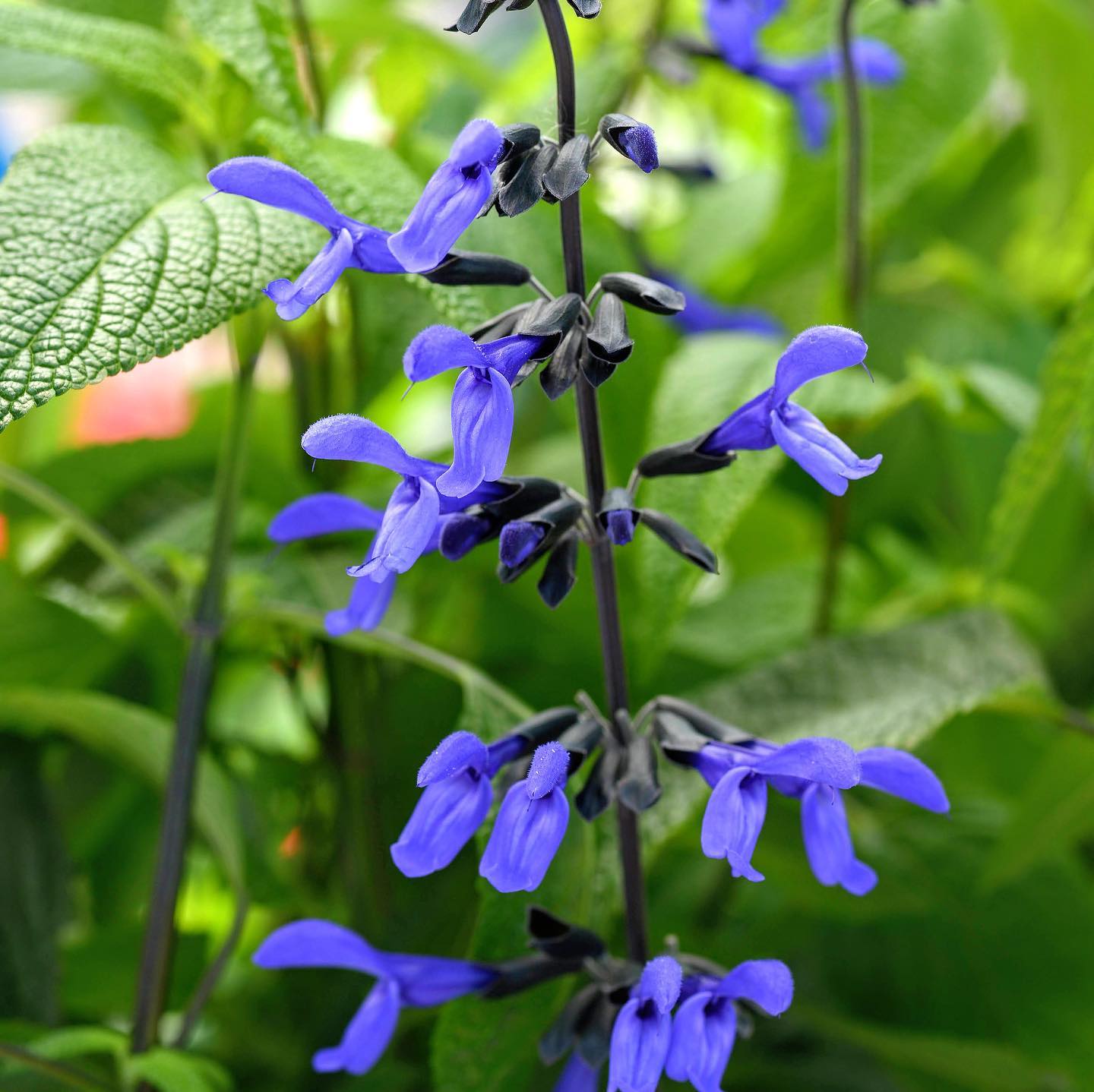 HUMMINGBIRD BUFFET (24 plants) 'Black and Bloom' Salvia