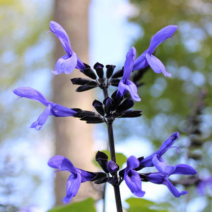 HUMMINGBIRD BUFFET (24 plants) 'Black and Bloom' Salvia