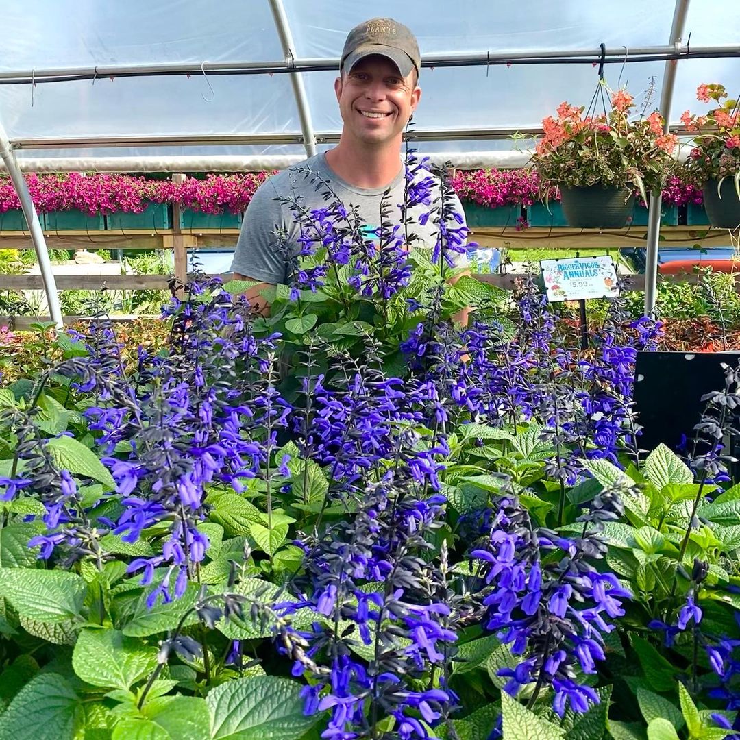 HUMMINGBIRD BUFFET (24 plants) 'Black and Bloom' Salvia