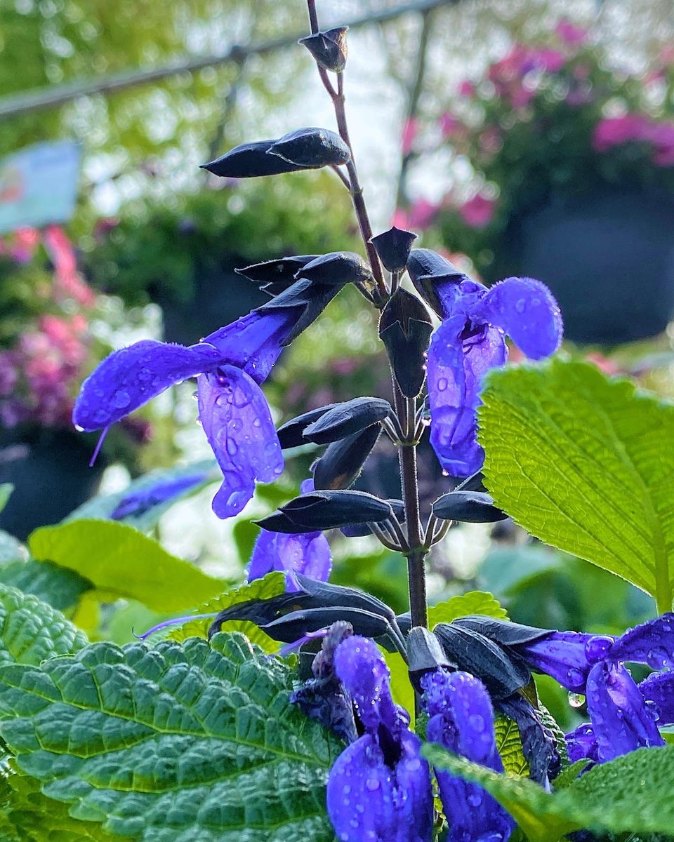 HUMMINGBIRD BUFFET (24 plants) 'Black and Bloom' Salvia