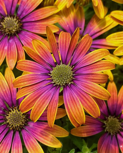 FIELD OF DAISY DREAMS  (24 Plants) AFRICAN DAISY 'ZION™ PURPLE SUN'