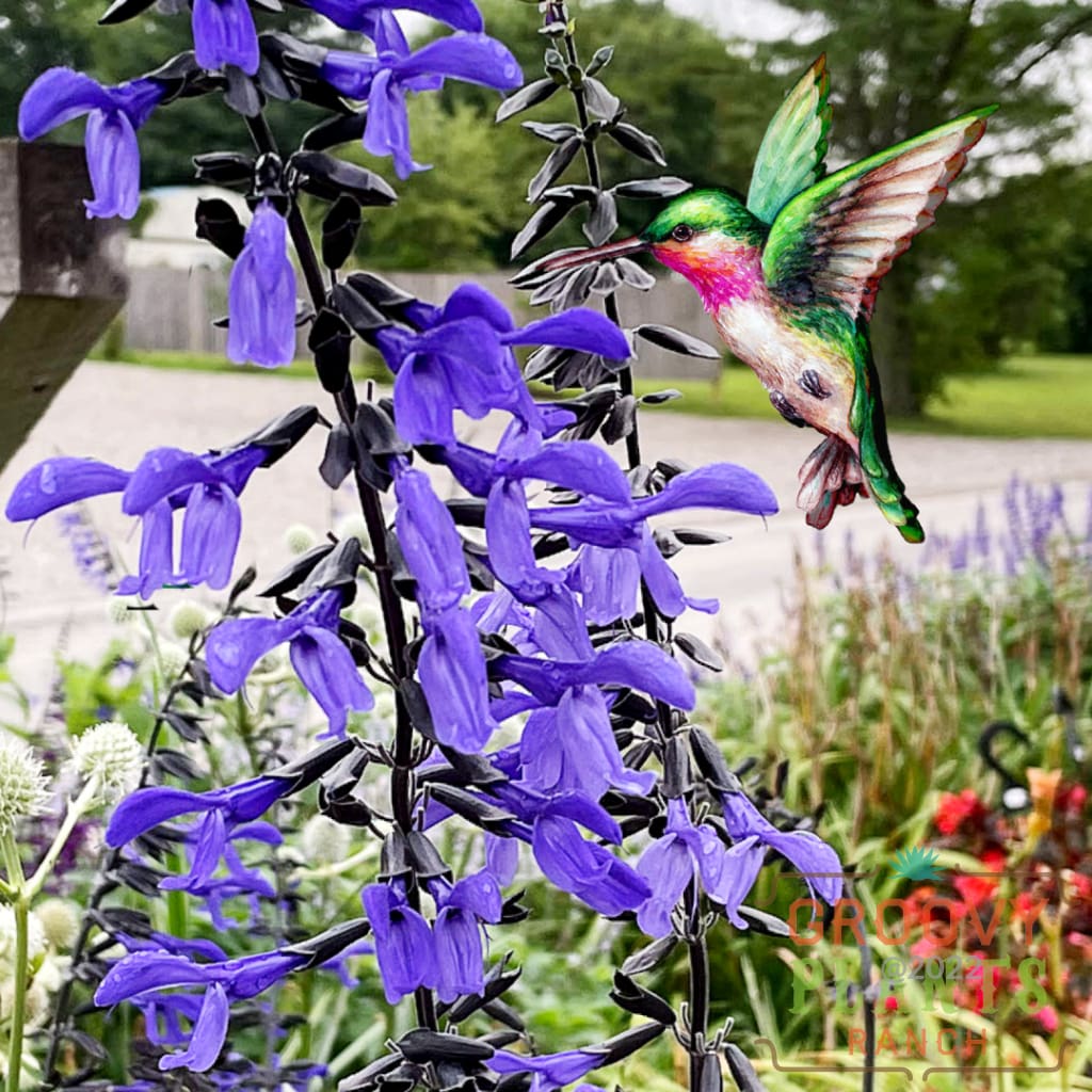 HUMMINGBIRD BUFFET (24 plants) 'Black and Bloom' Salvia