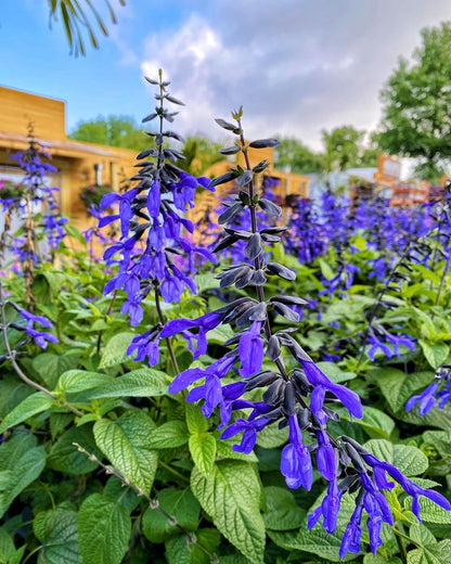 HUMMINGBIRD BUFFET (24 plants) 'Black and Bloom' Salvia