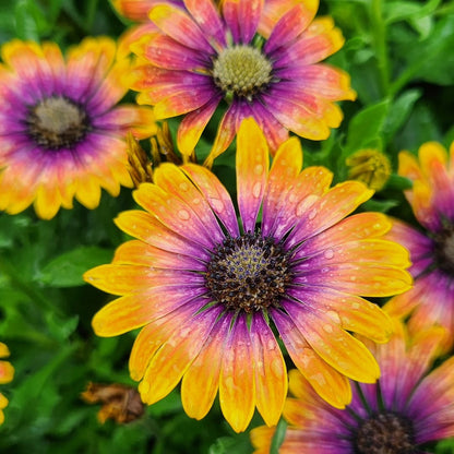 FIELD OF DAISY DREAMS  (24 Plants) AFRICAN DAISY 'ZION™ PURPLE SUN'