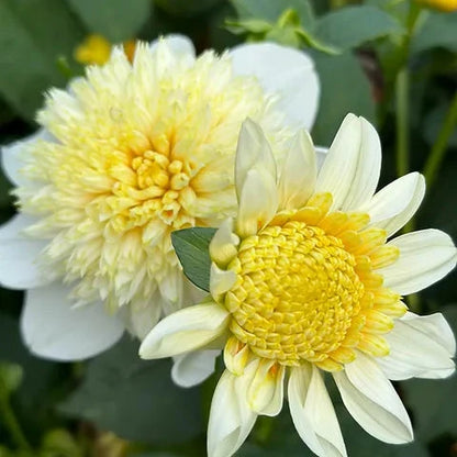 ‘Platinum Blonde’ Dahlia